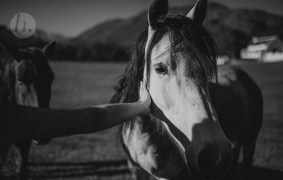 044-Horses-at-Weddings